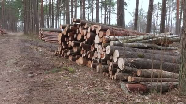 Leśne Drzewa Które Leżą Stosach Wszystko Było Piłowane Kłody Wycinanie — Wideo stockowe