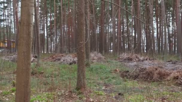 Bos Omgevallen Bomen Die Hopen Liggen Alles Werd Gezaagd Boomstammen — Stockvideo