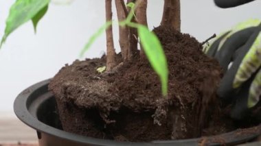 Kapalı alandaki bitkileri plastik bir kaba nakletmek, ev çiçekleri yetiştirmek, evde çiçek nakli kavramı.