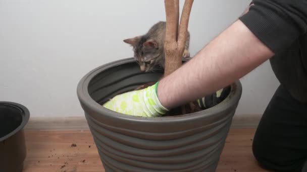 Trasplante Plantas Interior Una Maceta Plástico Aseo Flores Caseras Concepto — Vídeo de stock