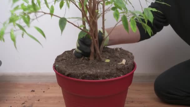 Trasplante Plantas Interior Una Maceta Plástico Aseo Flores Caseras Concepto — Vídeo de stock