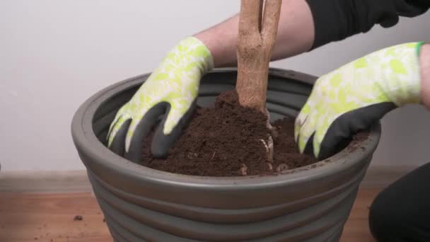 Transplantacja Roślin Wewnętrznych Plastikowego Garnka Pielęgnacja Kwiatów Domowych Koncepcja Przeszczepiania — Wideo stockowe