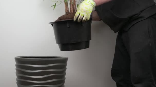 屋内植物をプラスチック製のポットに移植し 家庭の花をグルーミングし 自宅で花を移植する概念 — ストック動画