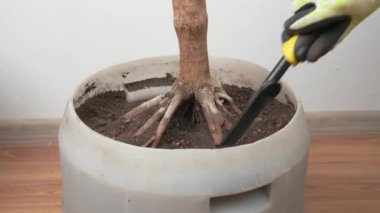 Kapalı alandaki bitkileri plastik bir kaba nakletmek, ev çiçekleri yetiştirmek, evde çiçek nakli kavramı.