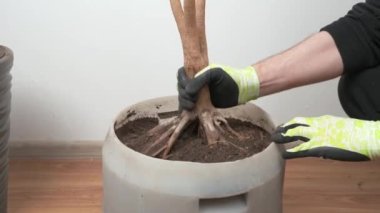 Kapalı alandaki bitkileri plastik bir kaba nakletmek, ev çiçekleri yetiştirmek, evde çiçek nakli kavramı.