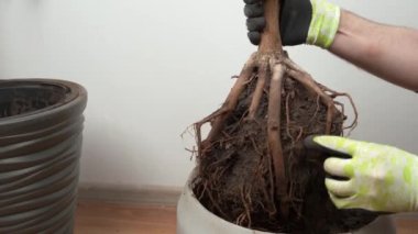 Kapalı alandaki bitkileri plastik bir kaba nakletmek, ev çiçekleri yetiştirmek, evde çiçek nakli kavramı.
