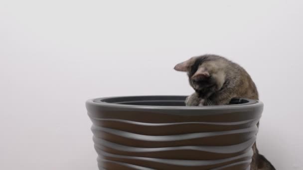 Młody Kot Siedzący Doniczce Kot Jest Znudzony Próbuje Się Rozweselić — Wideo stockowe