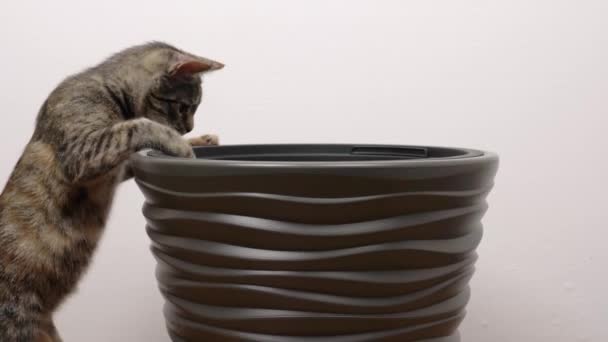 Joven Gato Tabby Sentado Una Maceta Gato Está Aburrido Ella — Vídeo de stock