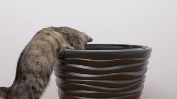 Jovem Gato Tabby Sentado Vaso Flores Gato Está Entediado Ela — Vídeo de Stock