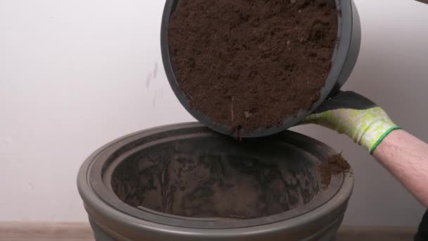Transplantation Plantes Intérieur Dans Pot Plastique Toilettage Des Fleurs Maison — Video