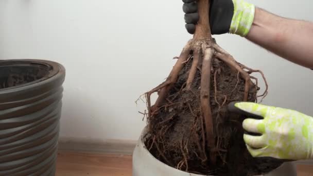 屋内植物をプラスチック製のポットに移植し 家庭の花をグルーミングし 自宅で花を移植する概念 — ストック動画