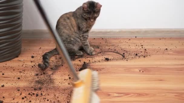 Gato Jovem Está Espalhando Terra Vaso Flores Gato Está Entediado — Vídeo de Stock