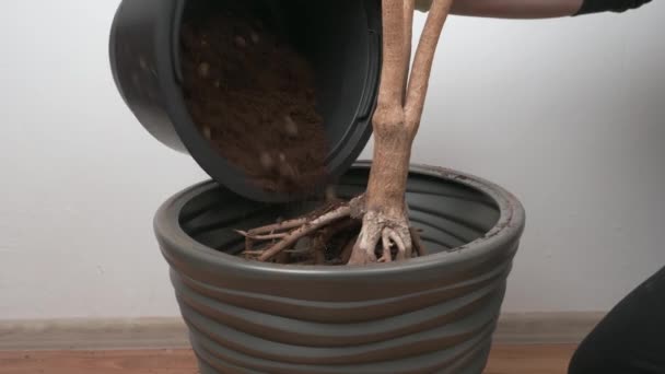 Het Omzetten Van Binnenplanten Een Plastic Pot Het Verzorgen Van — Stockvideo