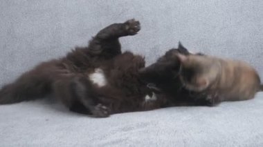 İki kedi birbiriyle oynar, biri siyah, diğeri tekir, kanepede oynar, evcil hayvan konsepti.