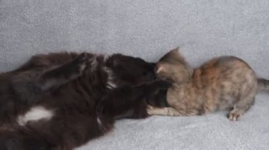 İki kedi birbiriyle oynar, biri siyah, diğeri tekir, kanepede oynar, evcil hayvan konsepti.