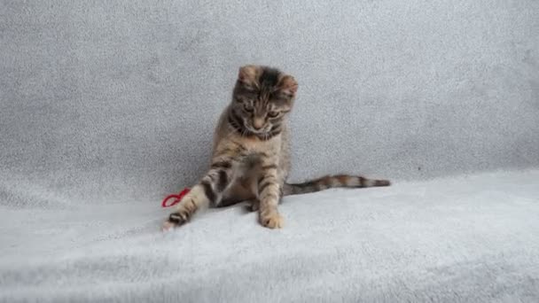 漂亮的小胖猫在灰色的沙发上和一只红老鼠玩耍 宠物的概念 — 图库视频影像