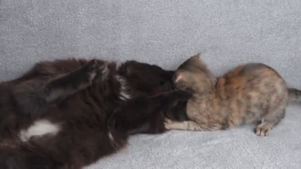 Two Cats Play Each Other One Cat Black Other Tabby — Stock Video