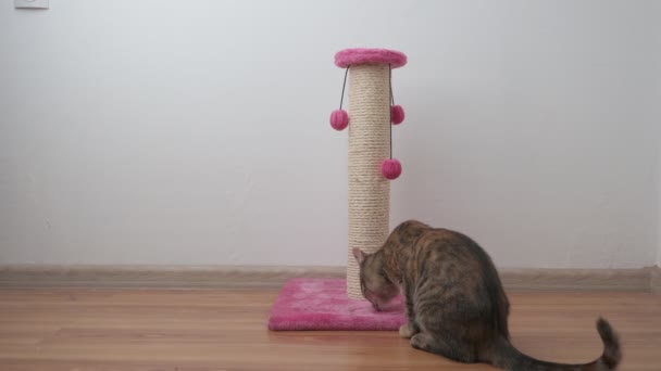 Beautiful Little Tabby Cat Playing Scratching Post Red Balls White — Stock Video