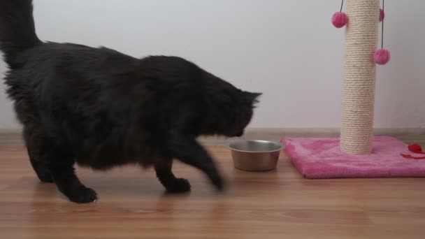 Schöne Große Schwarze Katze Frisst Futter Von Einem Metallteller Vor — Stockvideo