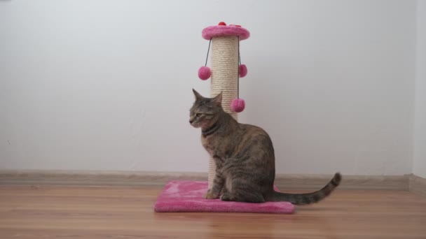 Hermoso Pequeño Gato Tabby Jugando Con Poste Rascado Con Bolas — Vídeo de stock