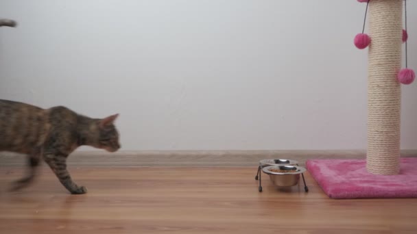 Piękny Mały Kotek Tabby Zjada Jedzenie Metalowej Płyty Białej Ścianie — Wideo stockowe