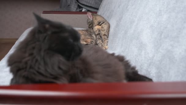 Dwa Koty Siedzą Obok Siebie Jeden Jest Małym Kotem Drugi — Wideo stockowe