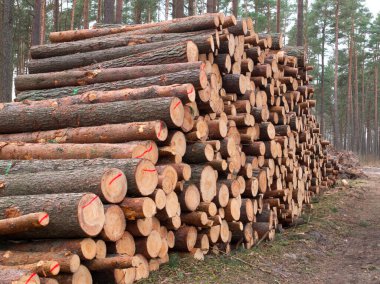 Bir yığın içinde yatan orman devrilmiş ağaçlar, ağaçların kesilmesi, ormanların yok edilmesi kavramı başladı.