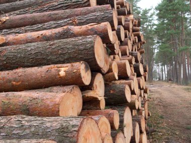 Bir yığın içinde yatan orman devrilmiş ağaçlar, ağaçların kesilmesi, ormanların yok edilmesi kavramı başladı.
