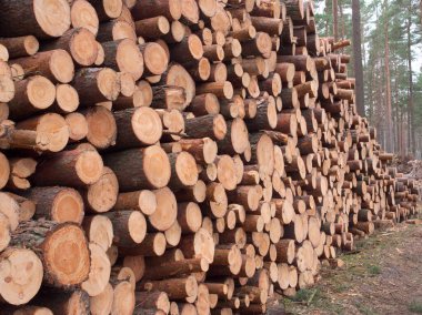 Bir yığın içinde yatan orman devrilmiş ağaçlar, ağaçların kesilmesi, ormanların yok edilmesi kavramı başladı.