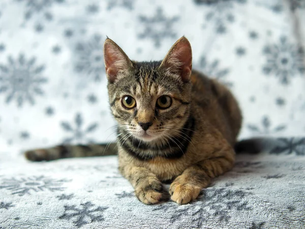 Tabby Koťátko Pět Měsíců Starý Sedí Gauči Vypadá Černošedooranžový Koncept — Stock fotografie