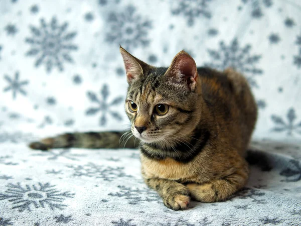 Tabby Kätzchen Fünf Monate Alt Sitzt Auf Der Couch Und — Stockfoto