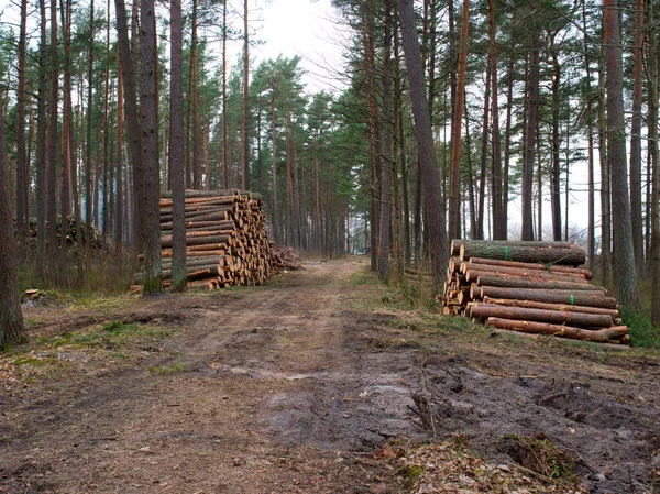 Erdő Dőlt Fák Amelyek Egy Halomban Fekszenek Fák Kivágása Kezdődött — Stock Fotó