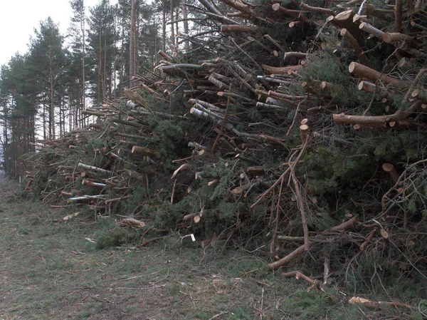 Bosque Árboles Caídos Que Yacen Montón Comenzó Tala Árboles Concepto —  Fotos de Stock