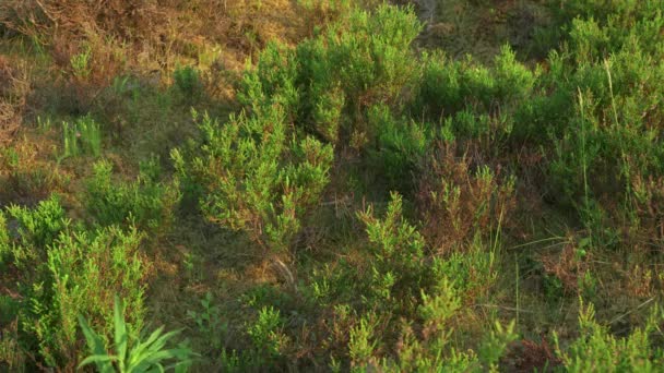 Background Green Leaves Moss Coniferous Forest Nature Concept — Stock video