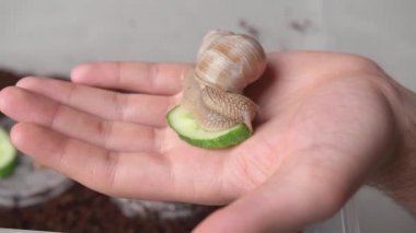 İnsan palmiyesinde sürünen üzüm salyangozu yiyecek, yumuşakça, yiyecek ve vahşi yaşam kavramı
