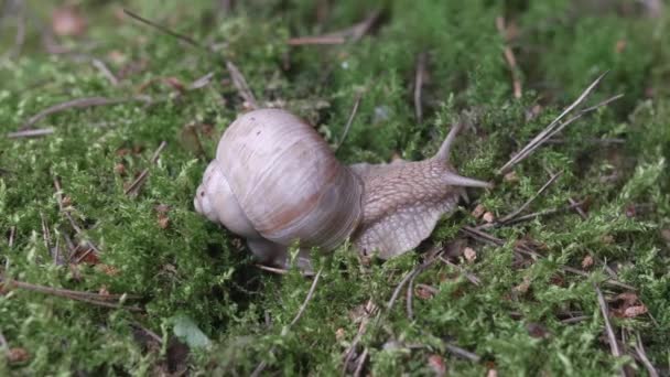 Weinbergschnecke Krabbelt Auf Grünem Moos Auf Der Suche Nach Nahrung — Stockvideo