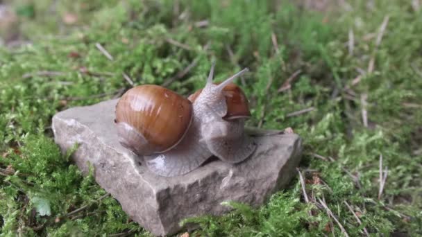 Weinbergschnecke Krabbelt Auf Grünem Moos Auf Der Suche Nach Nahrung — Stockvideo