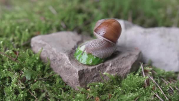 Weinbergschnecke Krabbelt Auf Grünem Moos Auf Der Suche Nach Nahrung — Stockvideo