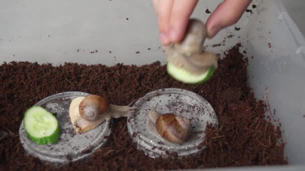 Chiocciole Uva Casa Attesa Essere Nutrite Concetto Molluschi Cibo Fauna — Video Stock