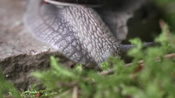 Σαλιγκάρι Σταφυλιού Σέρνεται Πράσινα Βρύα Ψάχνει Για Τροφή Μαλάκια Έννοια — Αρχείο Βίντεο