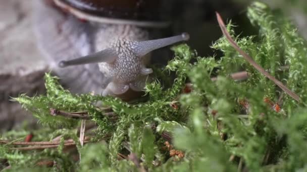 Caracol Uva Arrastrándose Sobre Musgo Verde Busca Alimentos Moluscos Concepto — Vídeos de Stock