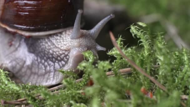 Escargot Raisin Rampant Sur Mousse Verte Recherche Nourriture Mollusques Concept — Video