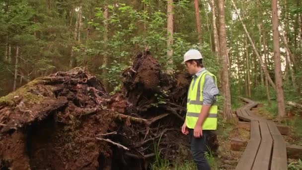 Mladý Ekolog Stavitel Dívá Kořeny Spadlého Stromu Sobě Reflexní Žloutek — Stock video