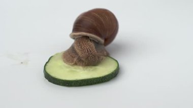 Büyük bir üzüm salyangozu, beyaz arka planda yeşil bir salatalık yer, yakın plan video, evde salyangoz yeme kavramı. Helix pomatia da Roma salyangozu. Sığ alan derinliği