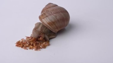 Büyük üzüm salyangozu beyaz arka planda gammarus yer, yakın plan video, evde salyangoz beslenme kavramı. Helix pomatia da Roma salyangozu. Sığ alan derinliği