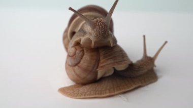İki büyük üzüm salyangozu beyaz arka planda yan yana otururlar, Salyangoz severler yakın çekim videosu, evde salyangoz konsepti. Helix pomatia da Roma salyangozu. Sığ alan derinliği