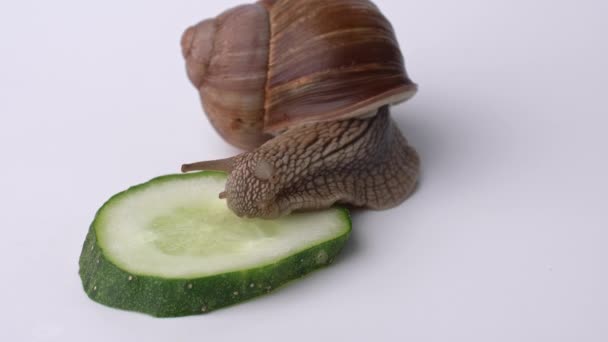 Een Grote Druivenslak Eet Een Groene Komkommer Een Witte Achtergrond — Stockvideo