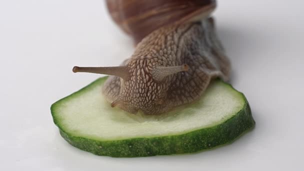 Een Grote Druivenslak Eet Een Groene Komkommer Een Witte Achtergrond — Stockvideo