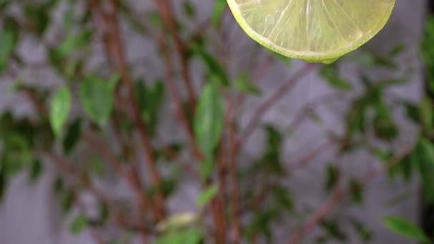 ジュースや油を注ぐ前景に石灰 背景に緑の葉を持つ木 新鮮なジュース 健康と活力の概念 — ストック動画