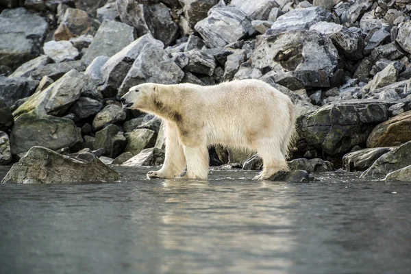 Πολική αρκούδα της Γροιλανδίας άγρια. Το τοπίο της Αρκτικής. Ζώα, βράχους, βουνά, τούντρα. — Φωτογραφία Αρχείου